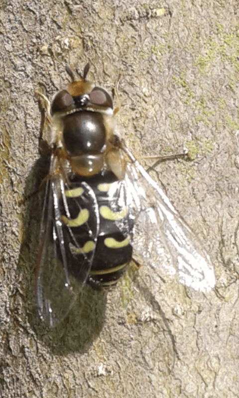 Syrphidae : Scaeva cfr. selenitica, femmina